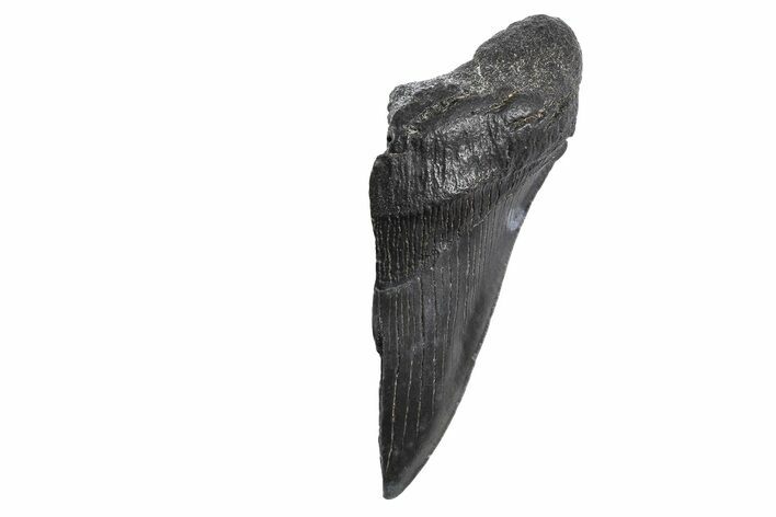 Partial Fossil Megalodon Tooth - Serrated Edge #299651